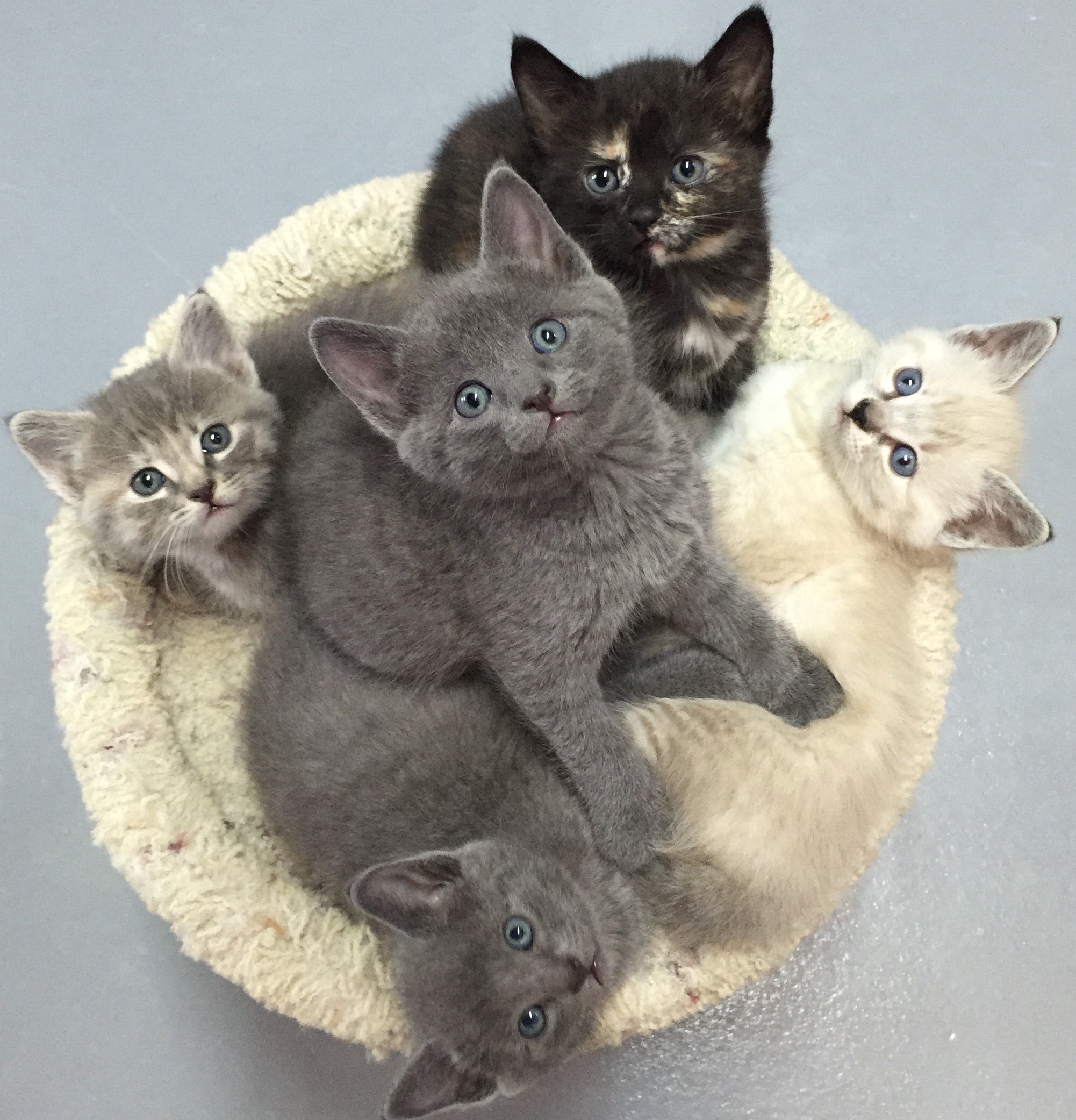 A litter of ECAR foster babies - all found loving homes thanks to their dedicated foster parent.