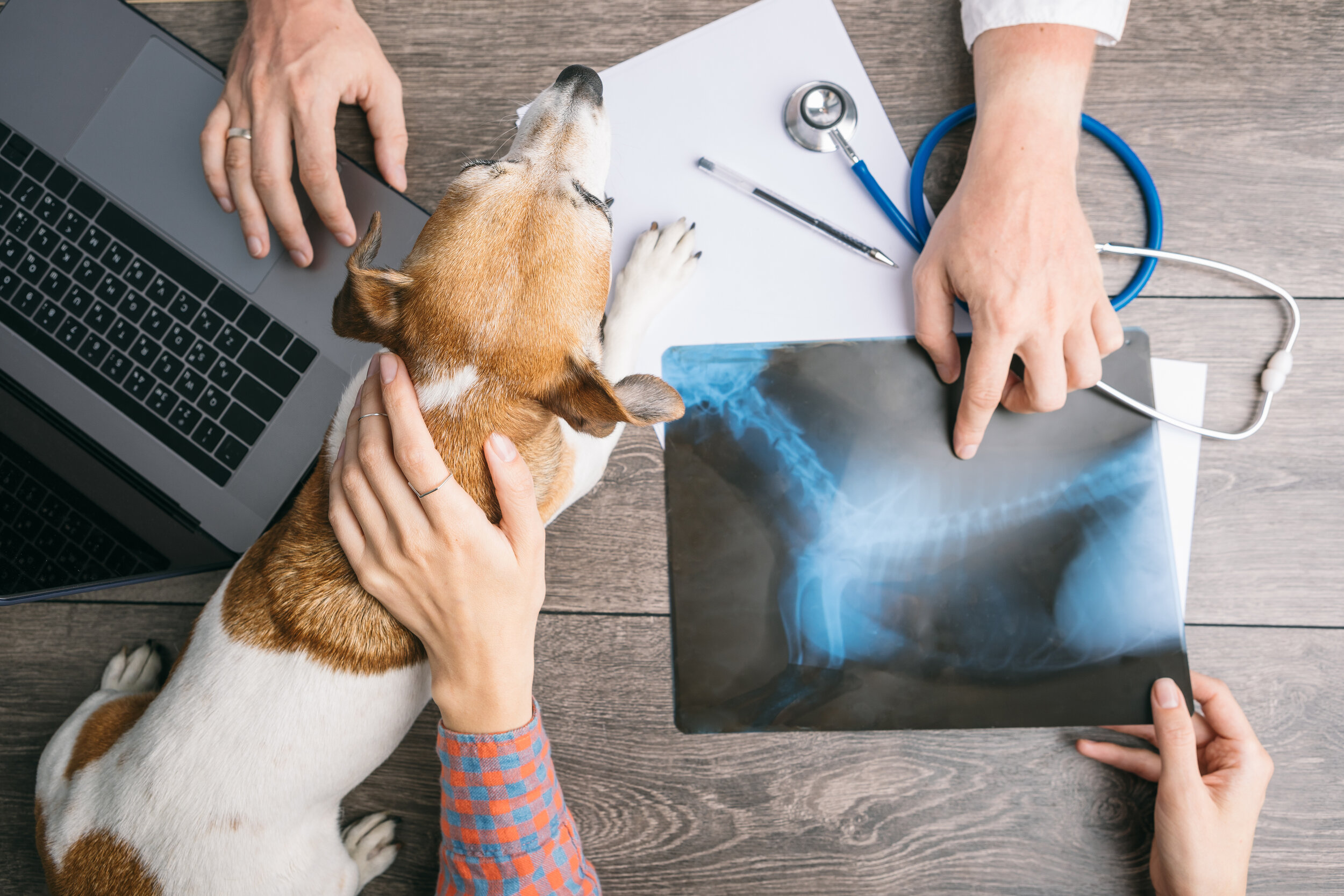 dog_xray.jpeg
