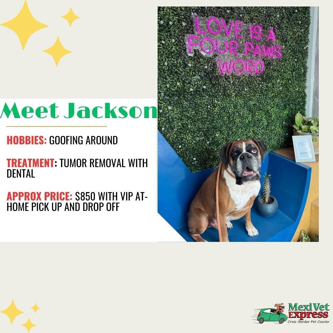 Refined gentlemen get door-to-door service. 
.
.
.
#petcourierservice #sandiegopets #mexivetexpress #ridewithus #bookaride #dogsofinstagram #healthypets #happydogs #acrosstheborder #tijuanavet #affordablevetcare
