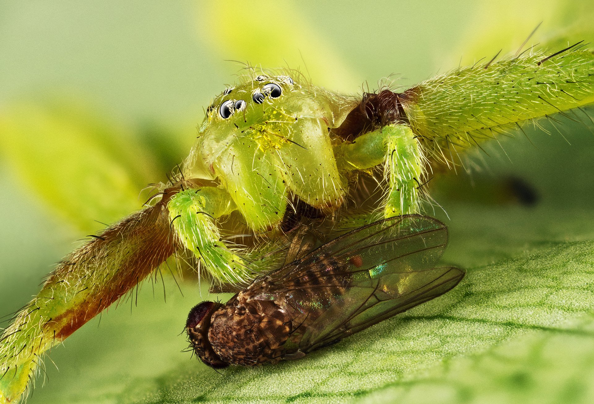 Green huntsman spider and vinegar fly