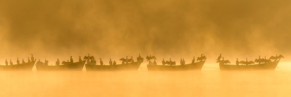 Black cormorants on boats in a lake