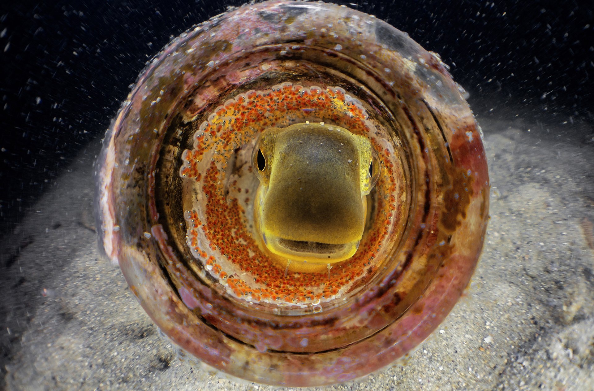 A discarded beer bottle as the home of a blenny nest