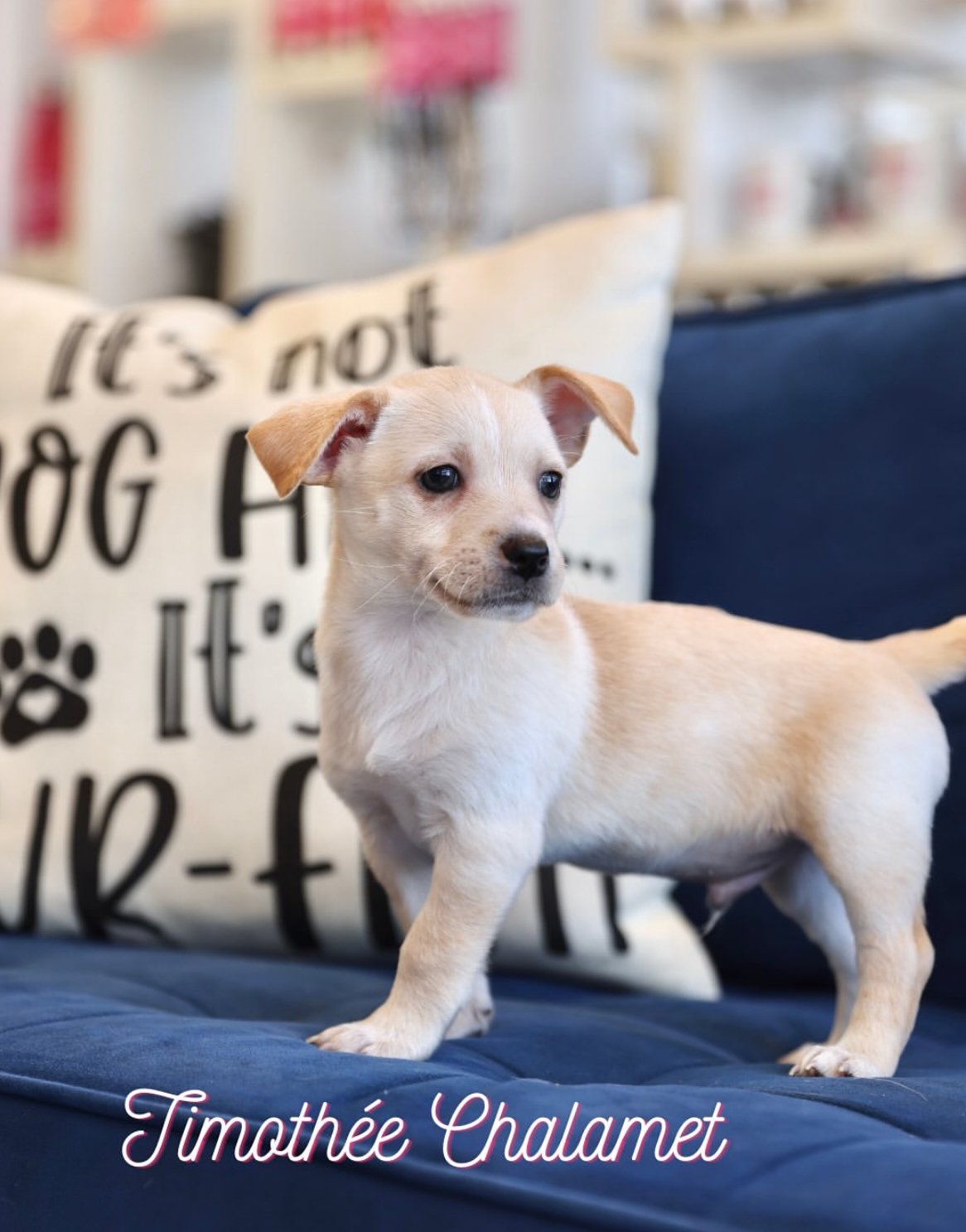  TIMOTHÉE CHALAMET | TERRIER MIX | 2 MONTHS OLD | 5 LBS Hi, I'm Timothée Chalamet! I'm one of Ruby's puppies. My mama is a 23lb terrier mix, and my dad is a mystery. What I do know is, I'm super cute! I'm just a baby, so I have to get a few more shot