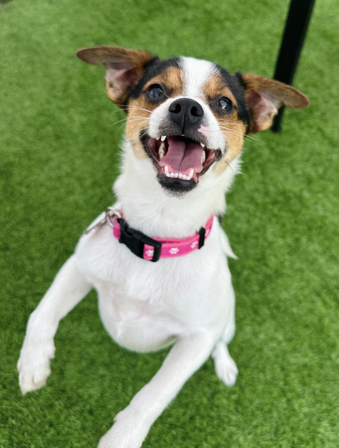  BETSY | CHIHUAHUA MIX | 2 YEARS OLD | 9.5 LBS  *I have an application in progress, but you can still apply as a backup!* Hi, I'm Betsy! I am the cutest little playful pup! I love to run around the play yard and roll over for belly rubs. I was surren