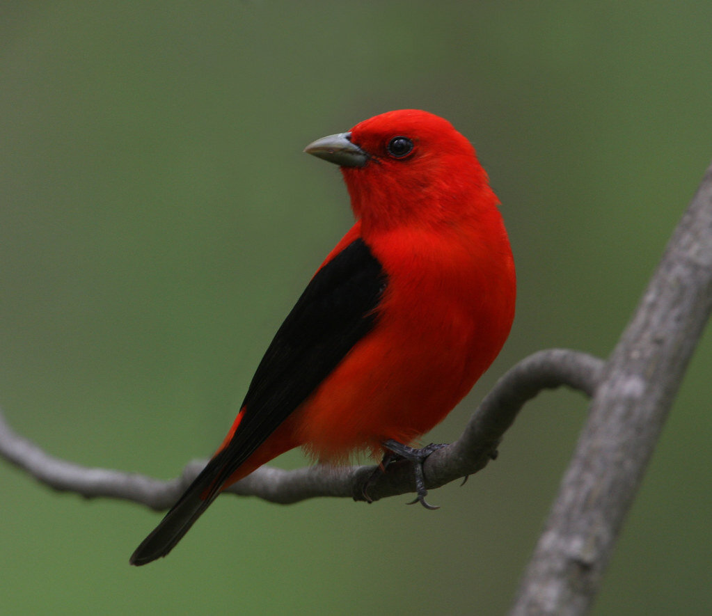 Scarlet Tanager