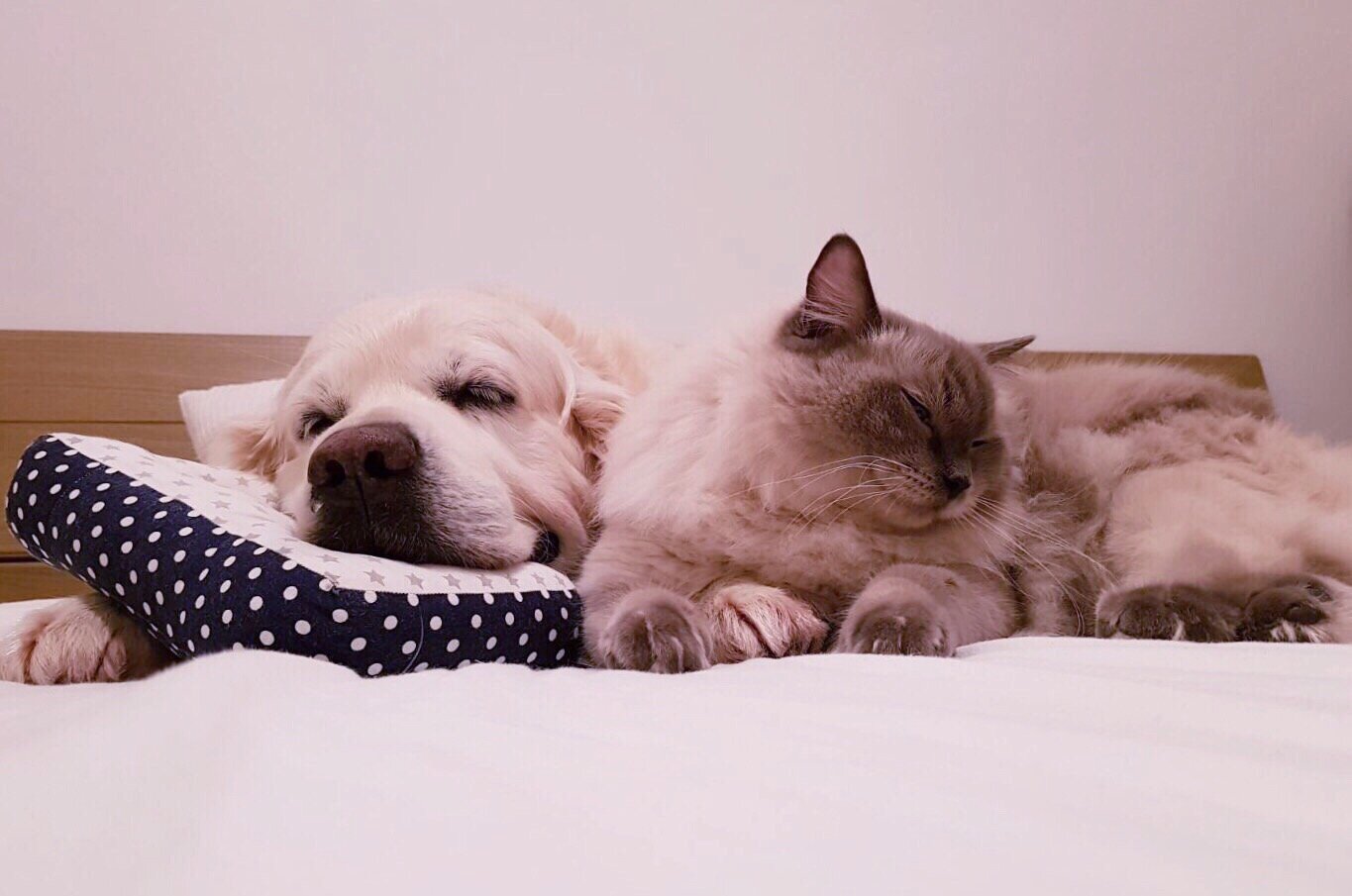 dogcat.jpg
