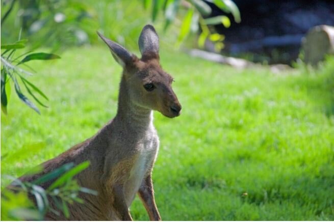 U.S. Lawmakers Introduce Kangaroo Protection Act to Blunt the World’s ‘Largest Wildlife Slaughter’