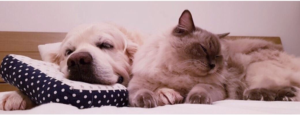 Ensuring Lost Companion Animals Can Return Home (SB 573)