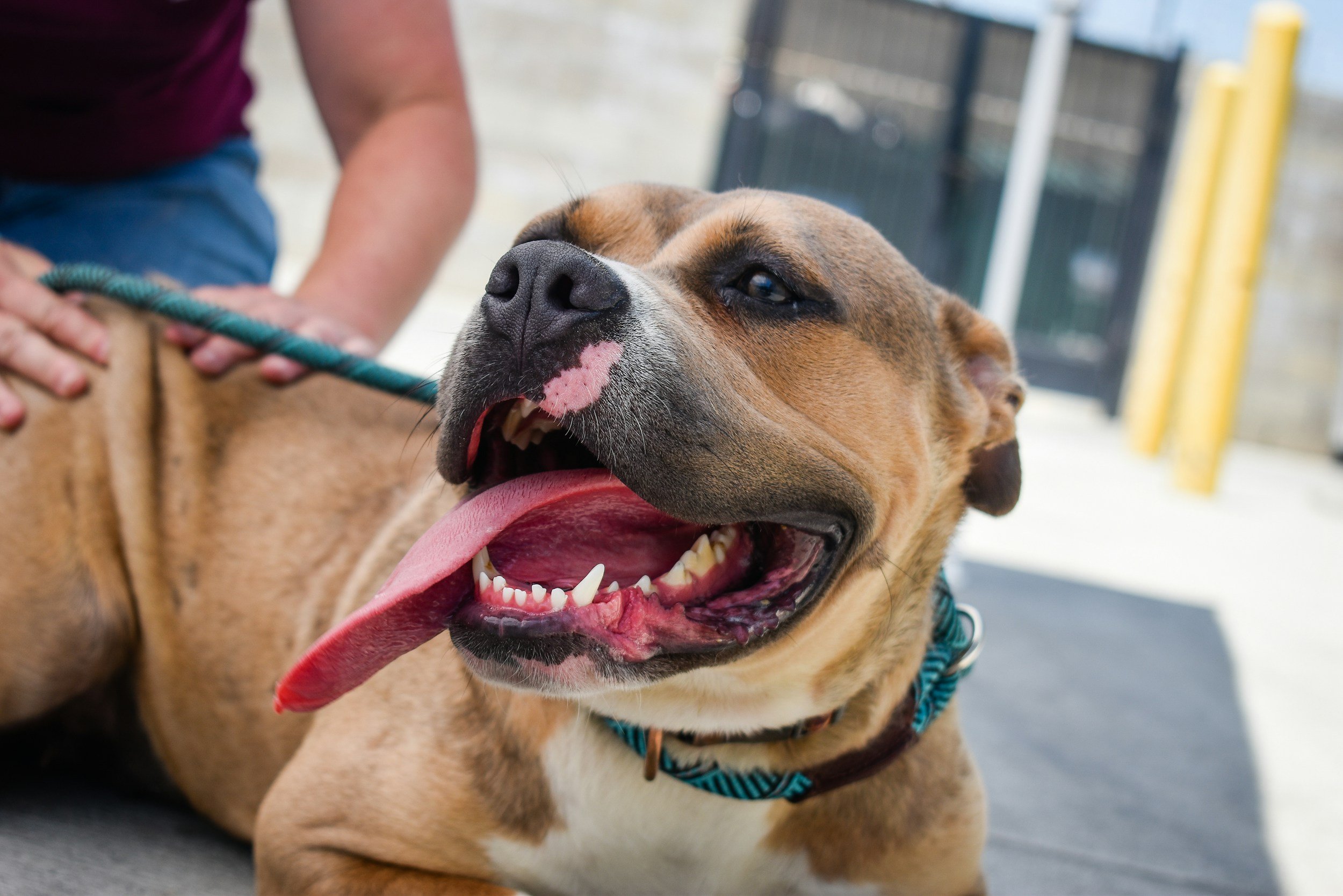 LA City Council Increases Critical Spay &amp; Neuter Voucher Amount–Funding Cap Threatens Impact