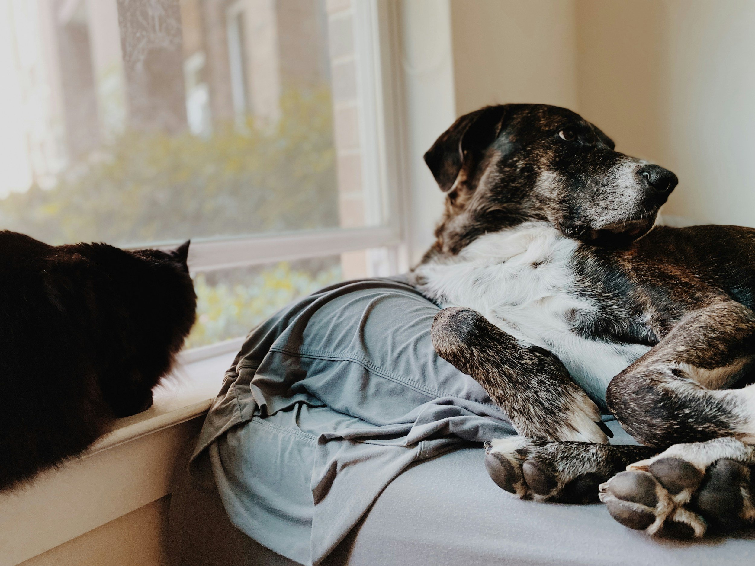 Colorado Gov Signs Critical Pet-Inclusive Housing Bill into Law