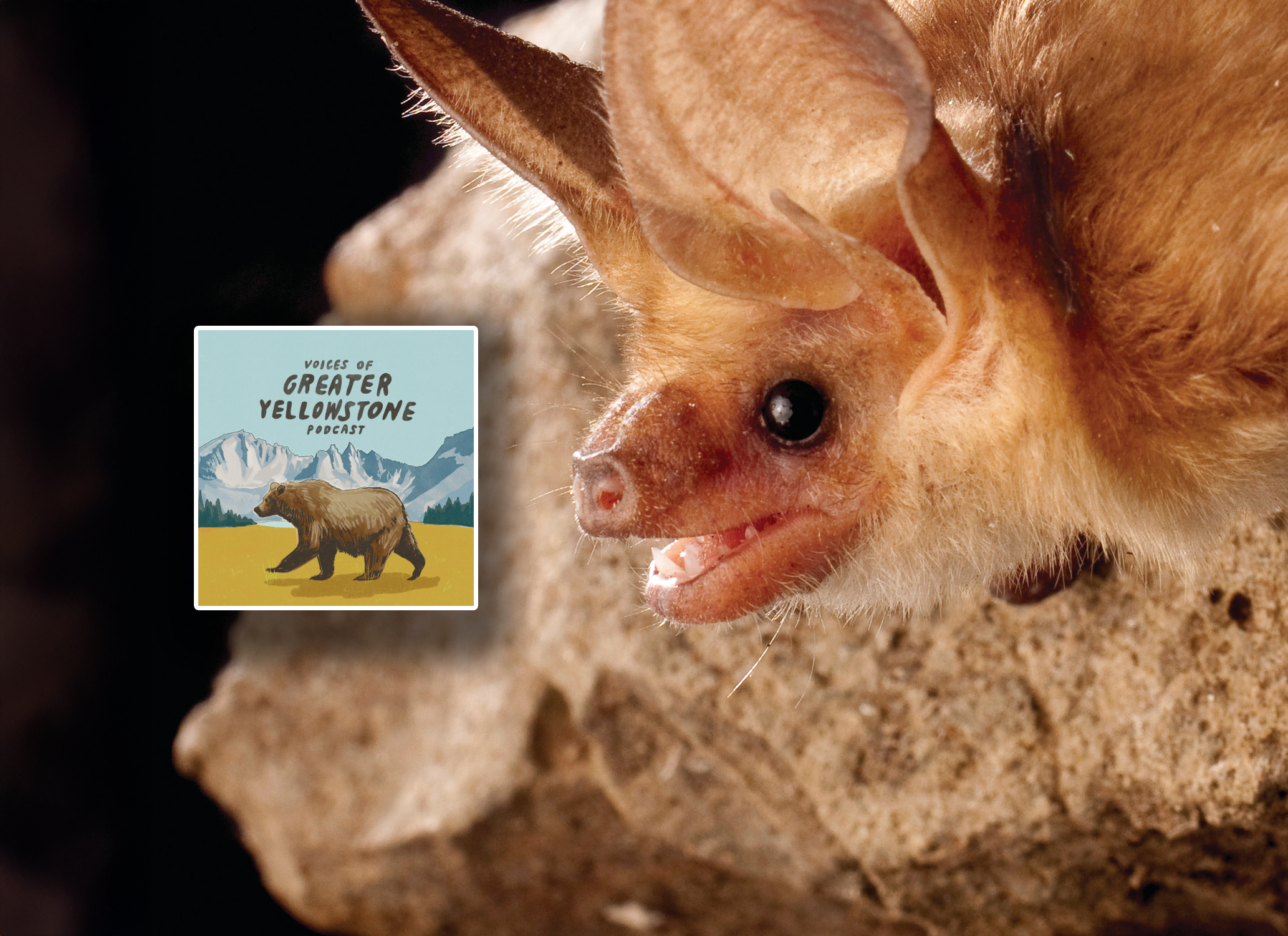 Episode 27 | Echoes in the Dark: All About Bats in Greater Yellowstone (Part 1)