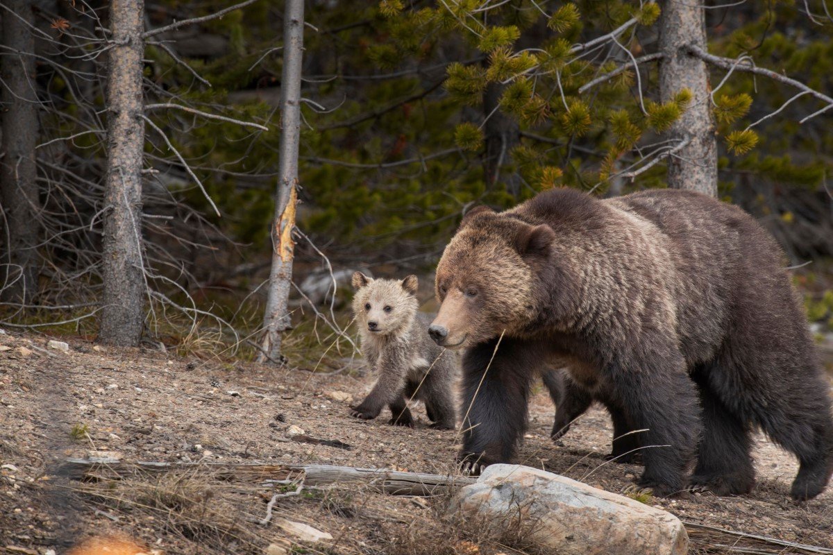 A brown bear and her cub walk through the forest.