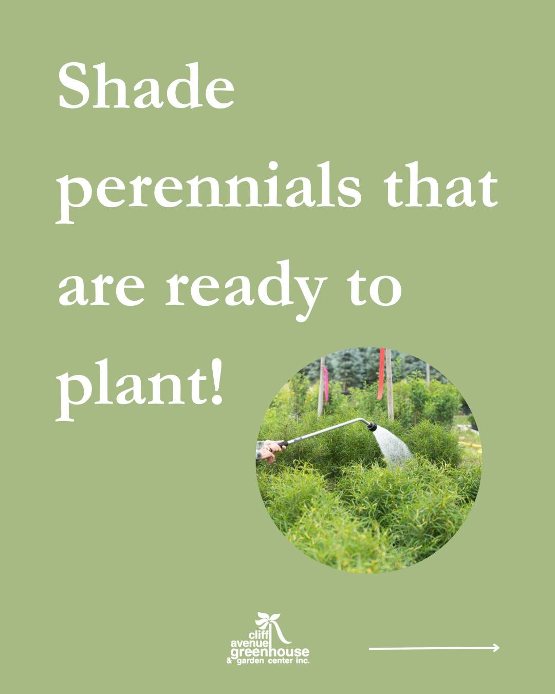 Who says shade plants have to be boring?? These shade plants produce beautiful flowers and the good news is that it's not too late to plant! 
🌸 Hostas are a great shade plant as their foliage ranges from variegated, to bright green, even yellows! Th