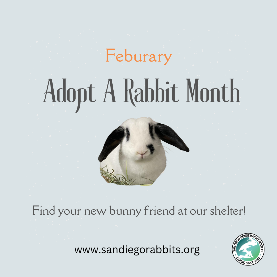 February is Adopt A Rescue Rabbit Month!