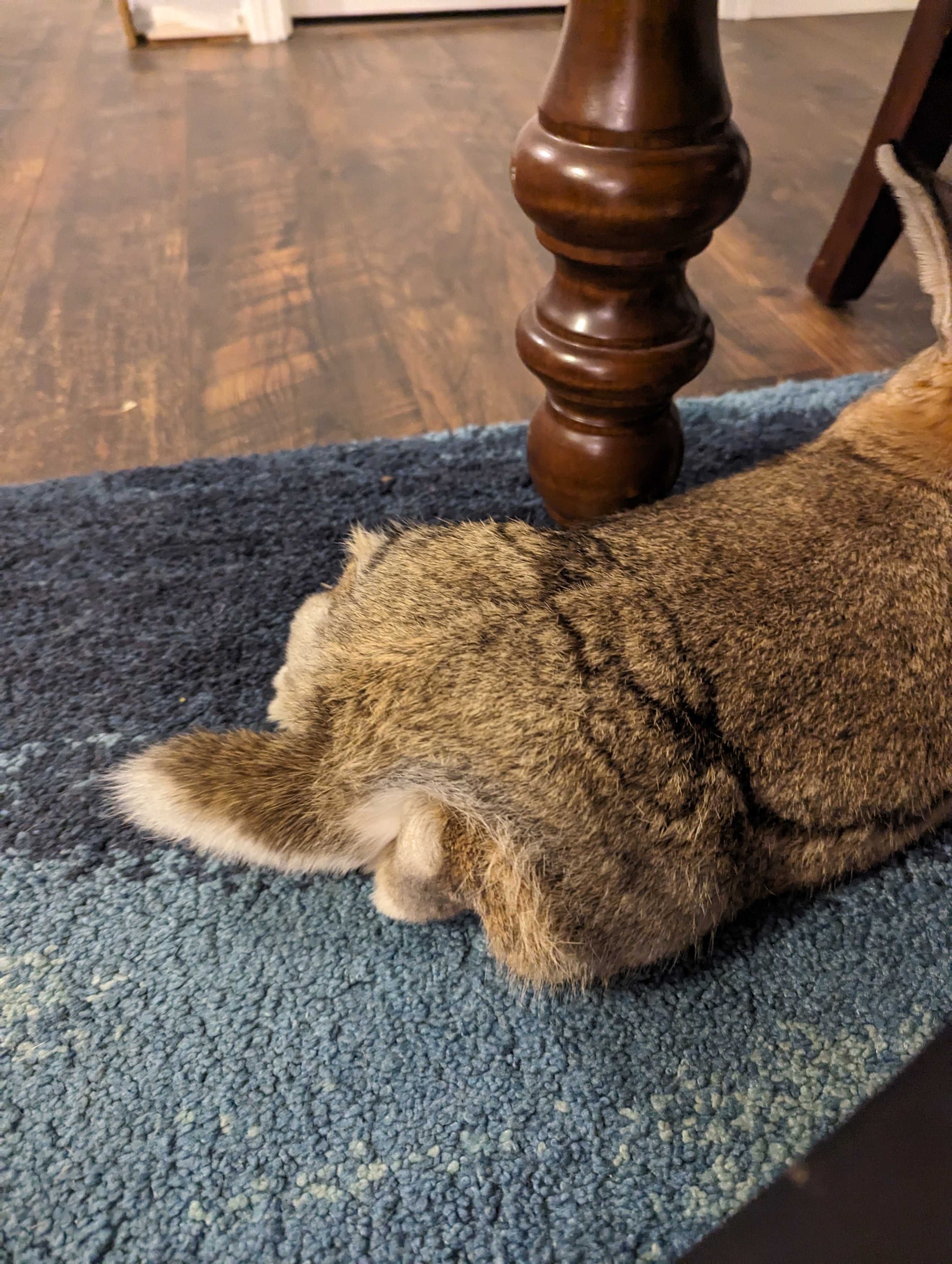 Grooming - Bunny Butt.jpg