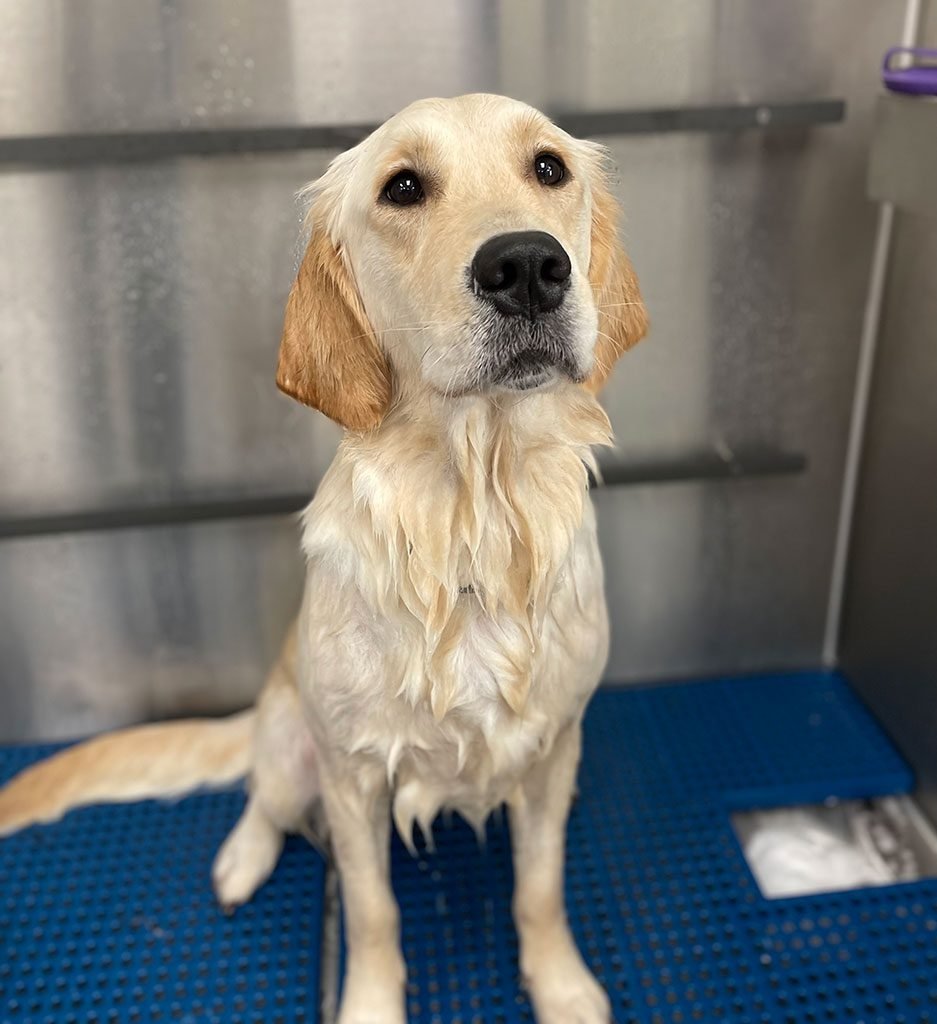 THE IMPORTANCE OF GROOMING
