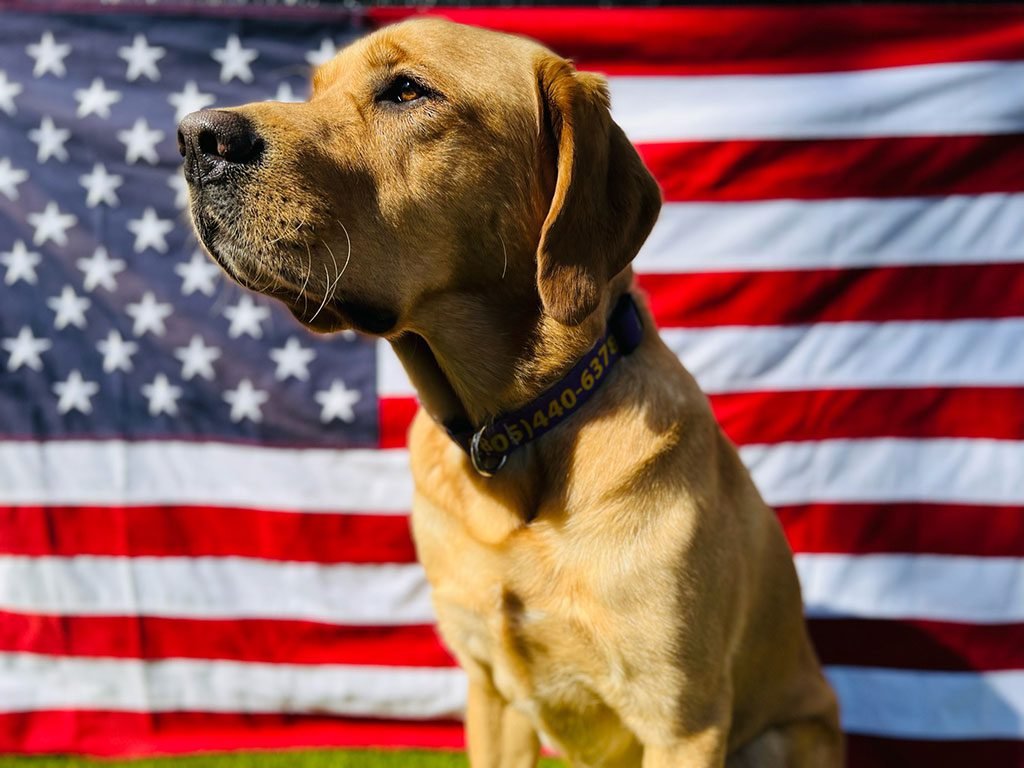THE TOP 5 BENEFITS OF A SERVICE DOG FOR PTSD