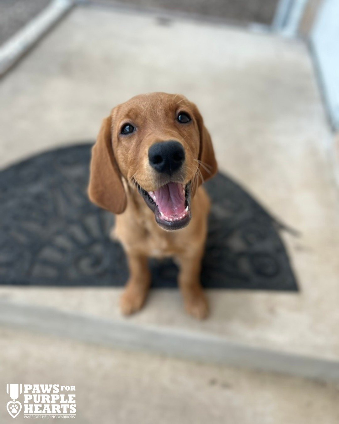 #pphValerie's infectious smile is here to get you over the hump! The weekend is just around the corner y'all!

 #PawsForPurpleHearts #Nonprofit #ServiceDogInTraining #Veterans #Military #Puppy #Dogs #DogsOfInstagram #WarriorsHelpingWarriors #SanAnton