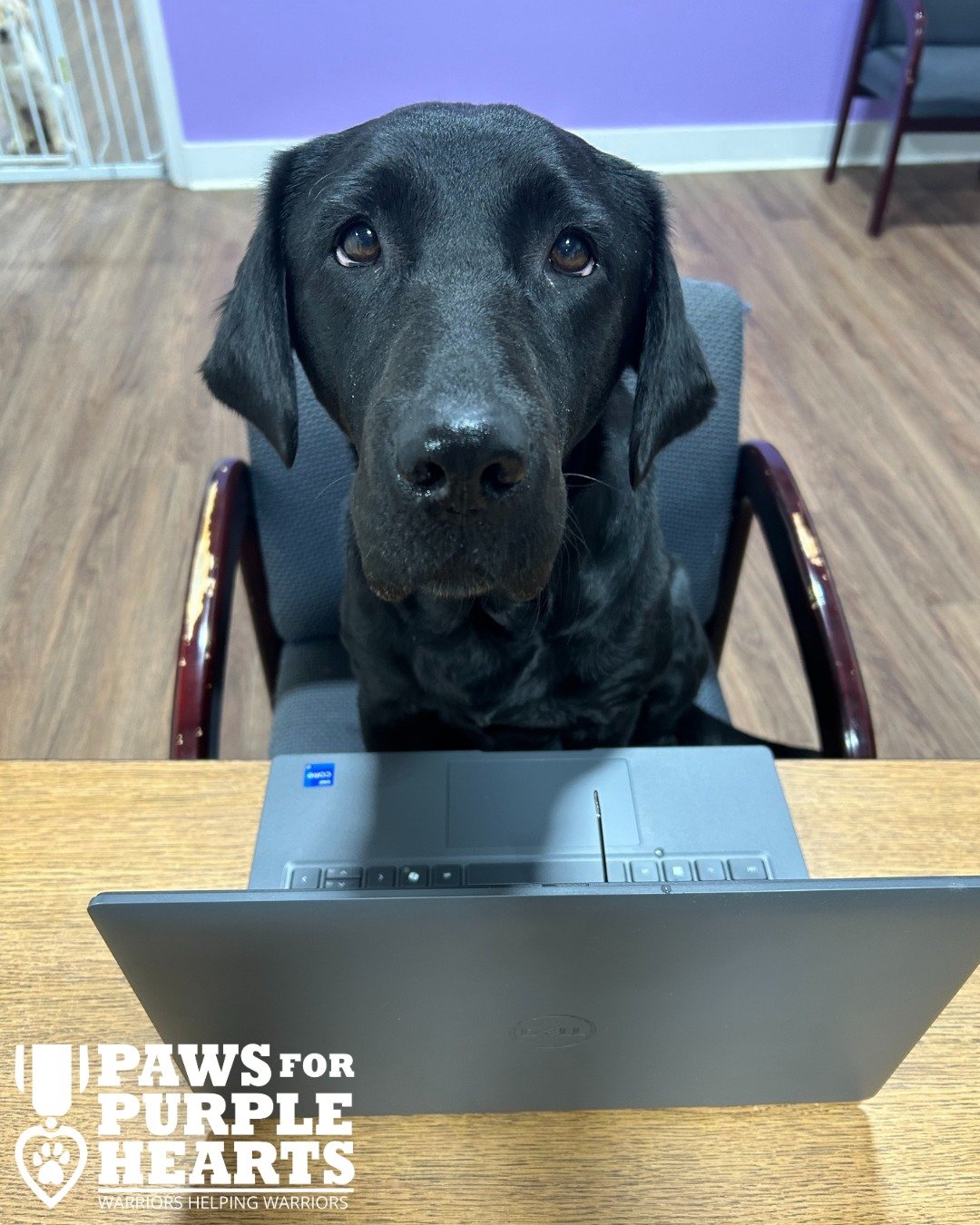 Ambassador Dog Scotty is catching up on some work on the new Dell Laptop given to us from the @uncommongritfoundation!

The Uncommon Grit Foundation supports our Military and First Responders. Their donated laptop will be used in our Canine Assisted 