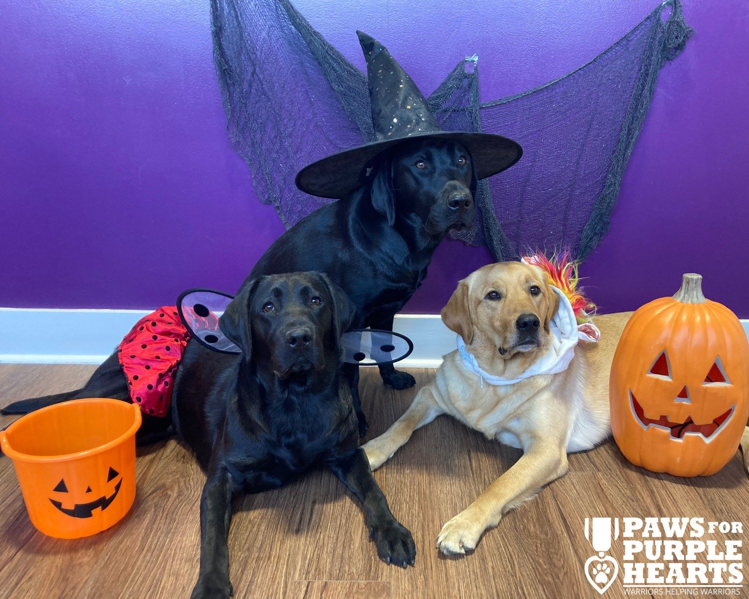Service Dogs in Training, Nyx, Noble, and Pike, hope your Halloween is a scream!

These wonderful pups have been doing lots of training around Halloween decorations, getting them used to all sorts of novel sights and sounds so they will be comfortabl