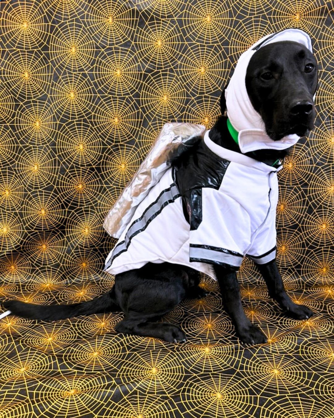 Our pups in training are ready for tricks and treats this Halloween, but mainly just the treats 🍫🍭 

Leave a comment for your favorite dog costume!

#pphPenn - Space Dog
#pphRita - Wonder Woman
#pphNash - Tigger the Tiger
#pphUkulele - Little Bumbl