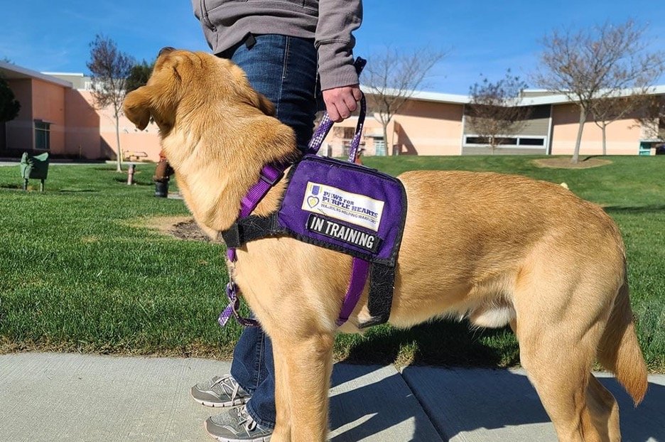 HOW TO INTERACT WITH A SERVICE DOG IN PUBLIC
