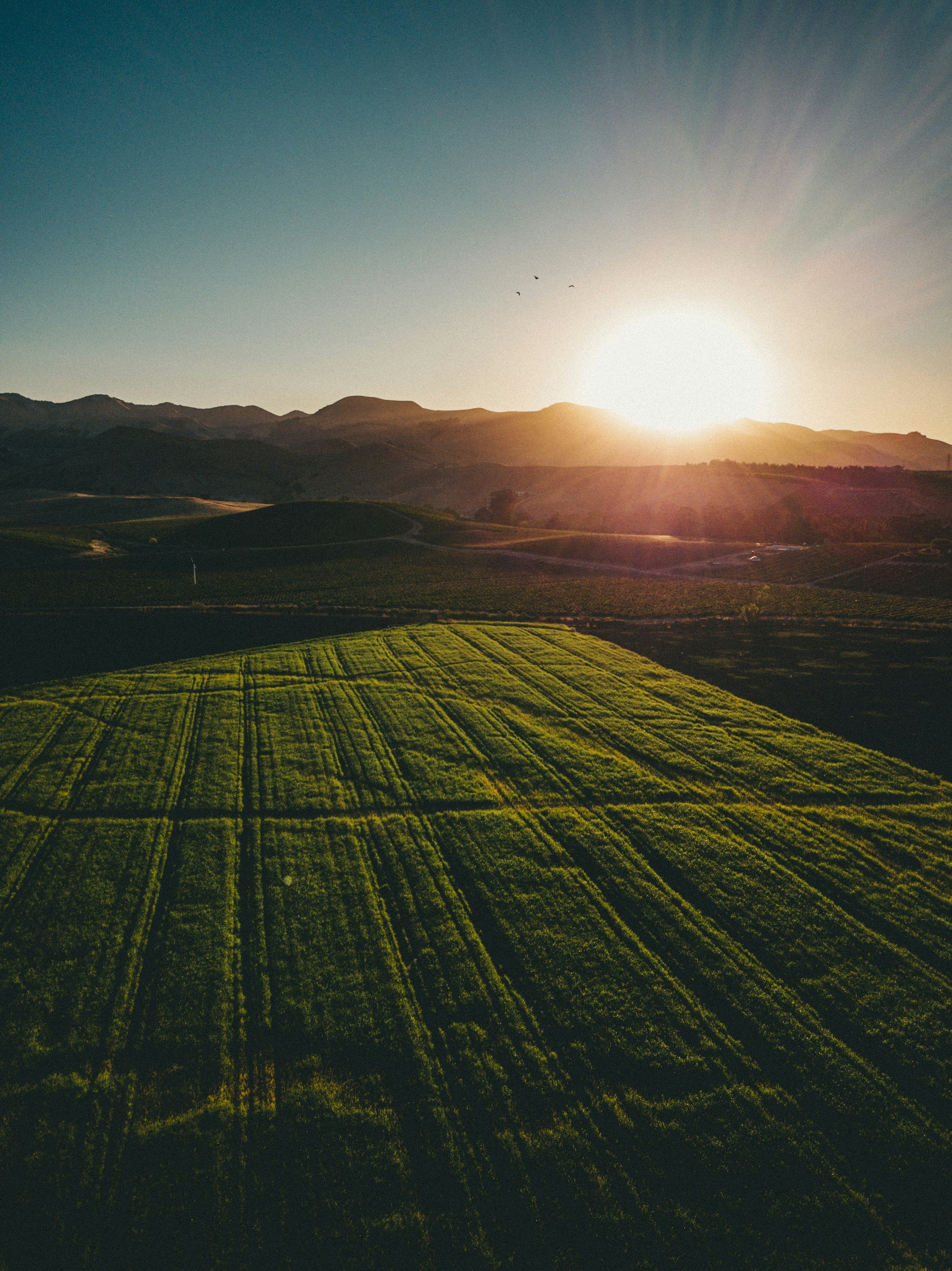 Sunset over a green field with distant hills and a clear sky, silhouetted birds in flight.