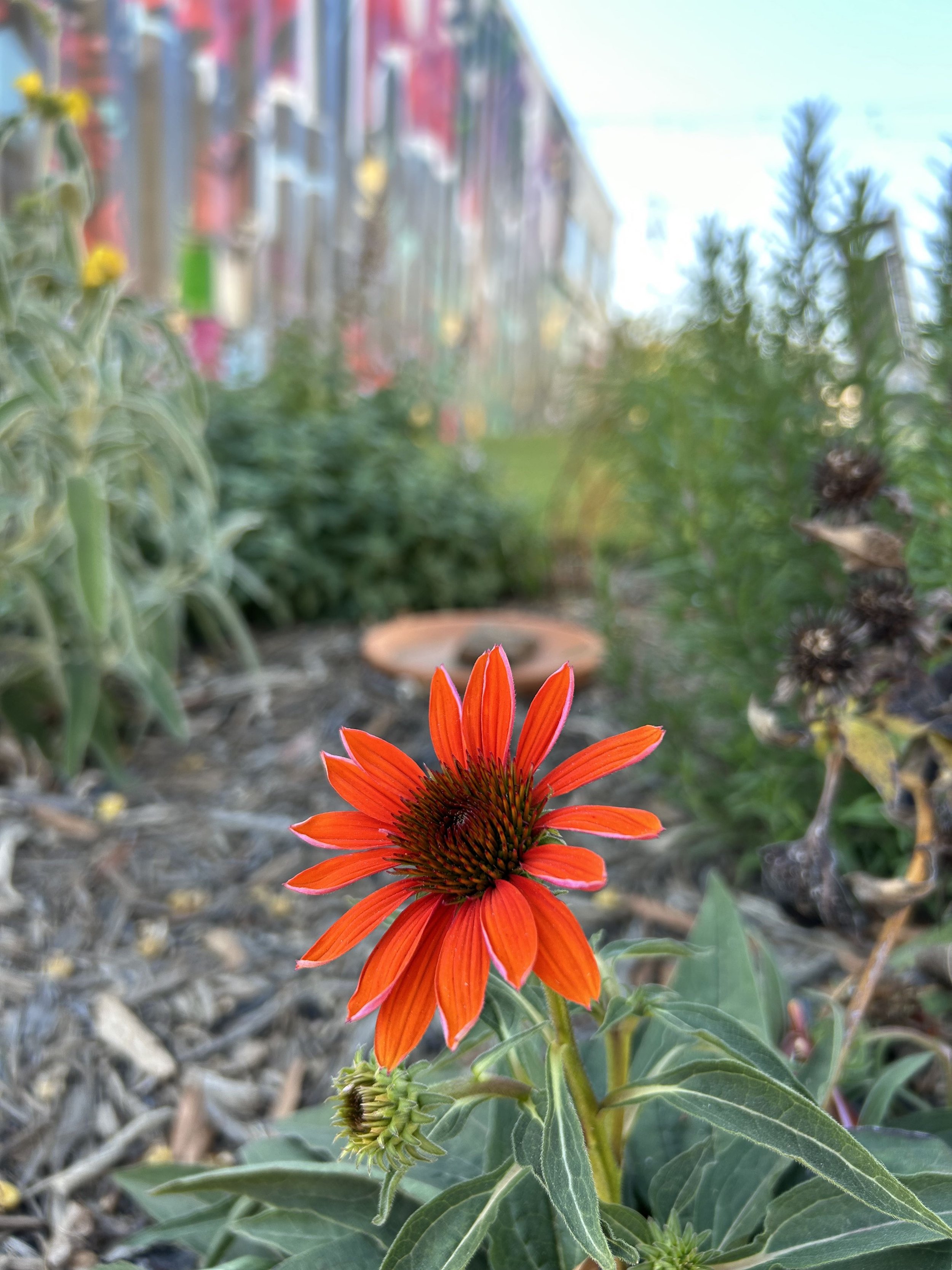 Copy of Garden.jpg